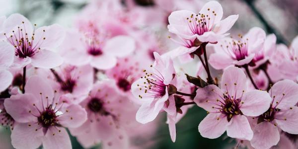 cremation services in Dayton WA