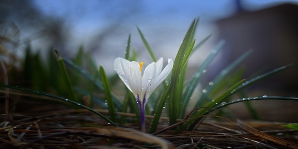 cremation services Walla Walla WA