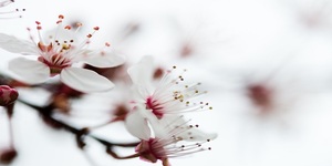 cremation service in Walla Walla WA