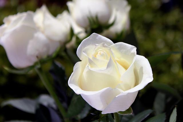 funeral homes Milton-Freewater, OR