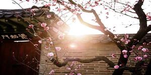 cremation service in Walla Walla WA