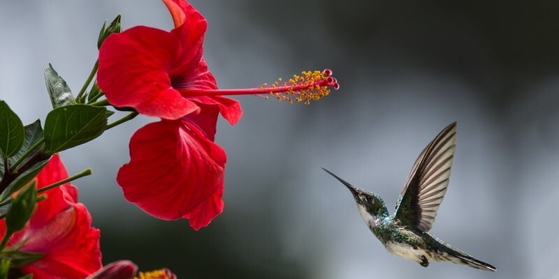 cremation service in Milton-Freewater OR