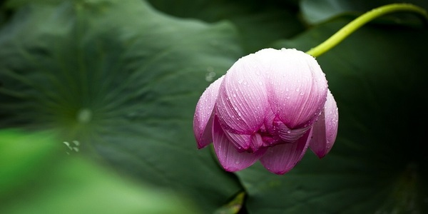 cremation services in Dayton WA