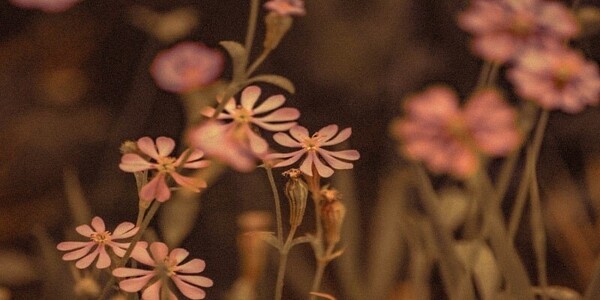 cremation service in Dayton WA