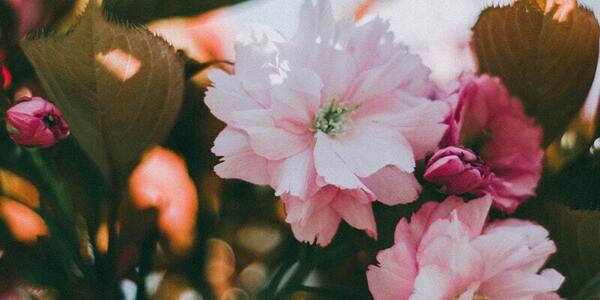 cremation service in Walla Walla WA