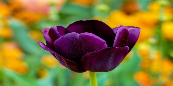 cremation service in Walla Walla WA