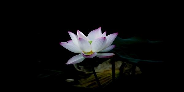 Cremation service in Walla Walla WA